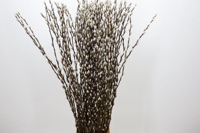 <h4>Salix snow flake</h4>