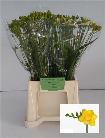 <h4>Fr Du Boulevard</h4>