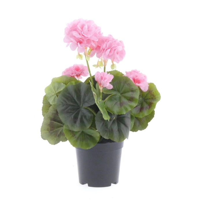 AF Geranium X7 pot L33cm Pink