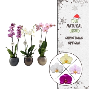 Phalaenopsis gemengd
