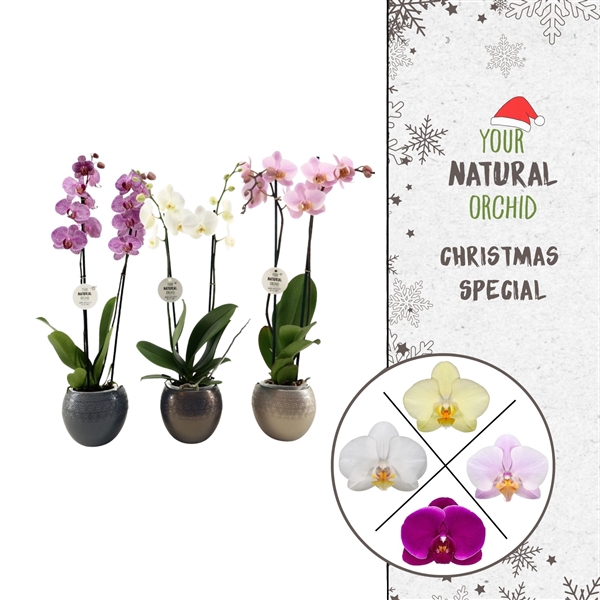 <h4>Phalaenopsis gemengd</h4>