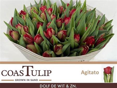 <h4>Tu Du Agitato</h4>