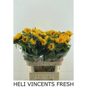 HELI VINCENTS FRESH