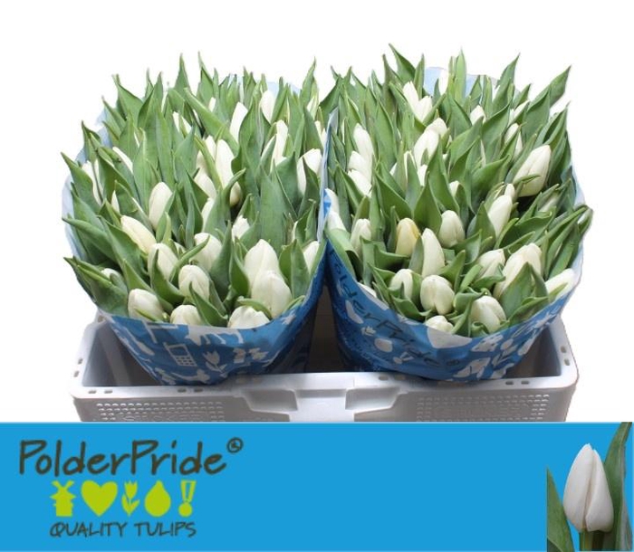 <h4>TU EN WHITE PRINCE</h4>