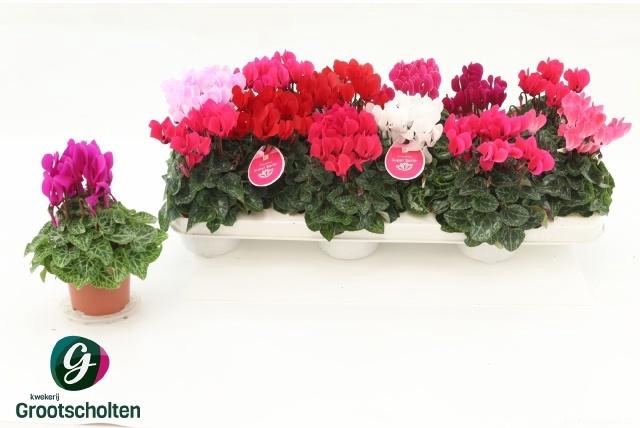 <h4>CYCL KL SUP VERANO</h4>