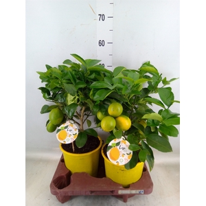 Citrus meyeri 'Meyer'