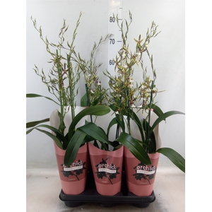 Oncidium Tarantula XL Coral