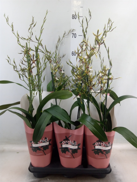 <h4>Oncidium Tarantula XL Coral</h4>