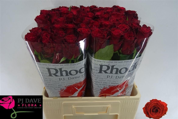 <h4>R GR RHODOS</h4>