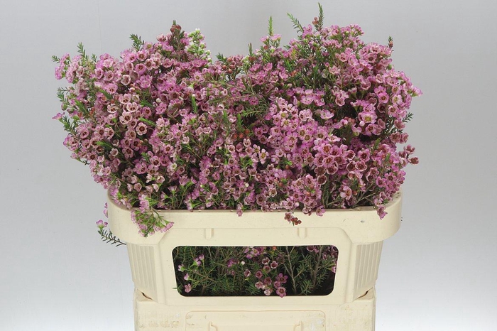 <h4>Chame Wax Adi</h4>