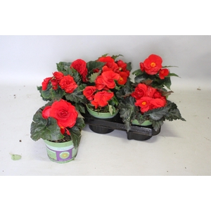 Begonia tub. Red
