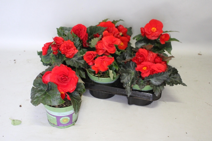 <h4>Begonia tub. Red</h4>