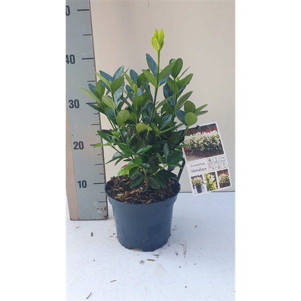 <h4>Euonymus Himalaya</h4>