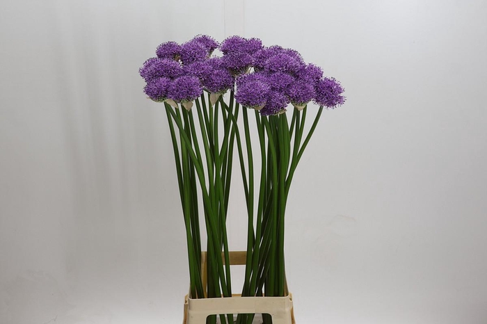 <h4>Allium Gladiator</h4>