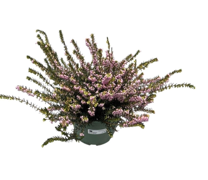 <h4>Erica Darley</h4>