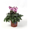 Cyclamen Windbell Pink