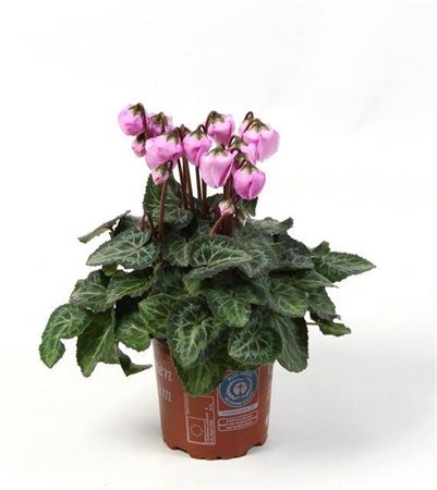 Cyclamen Windbell Pink