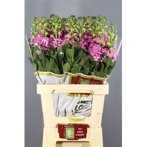 Matthiola Iron Pink