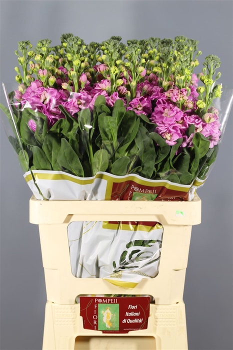 <h4>Matthiola Iron Pink</h4>