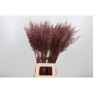 Calamagrostis Kl Bh Rose Goud