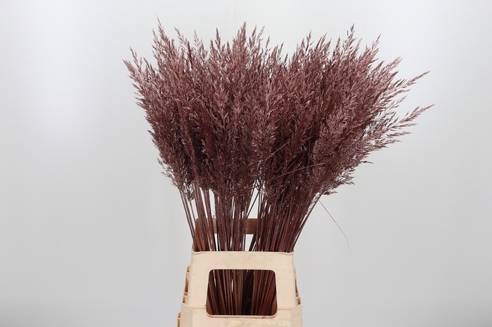 <h4>Calamagrostis Kl Bh Rose Goud</h4>