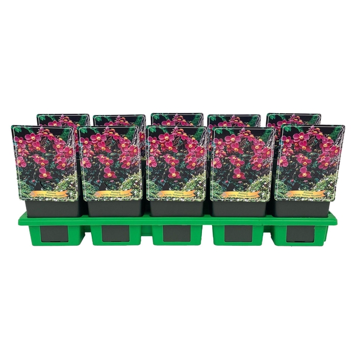 <h4>Anemone x hybrida (Autumn Single Gr</h4>