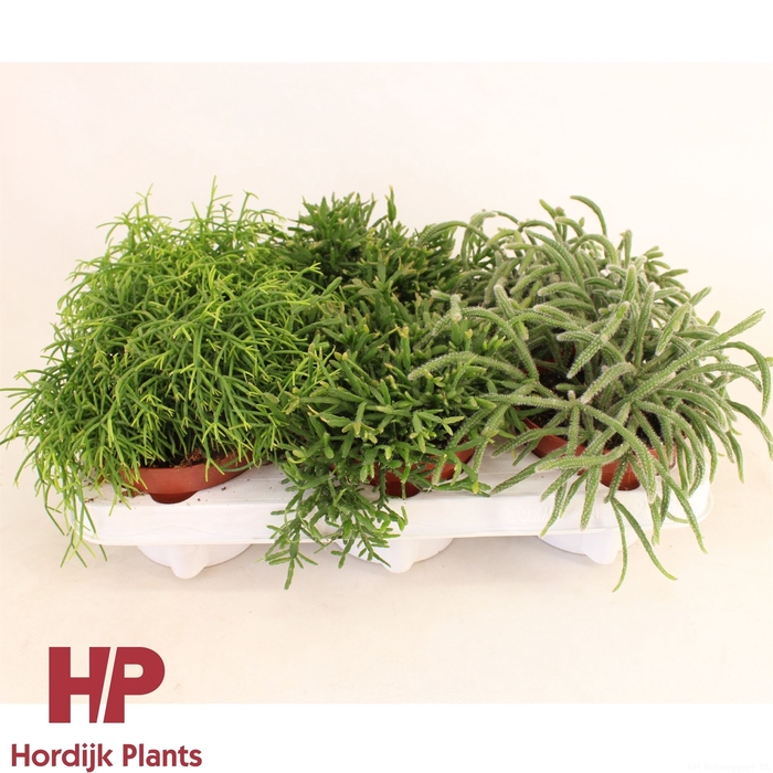 <h4>Rhipsalis   ...mix</h4>