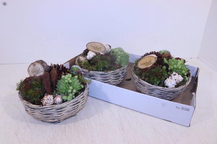 <h4>ARR SEMPERVIVUM</h4>