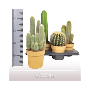 Cactus gemengd