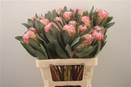 <h4>Protea Susara</h4>