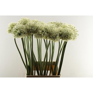 Allium Mount Everest (wit)x30