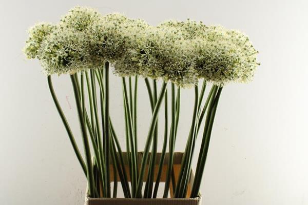 <h4>Allium Mount Everest (wit)x30</h4>