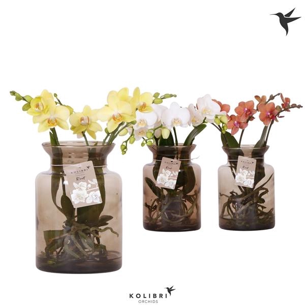 <h4>Phalaenopsis gemengd</h4>
