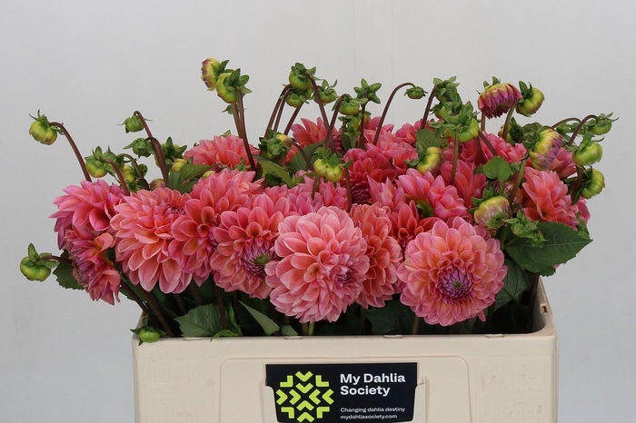 <h4>Dahlia Linda's Baby</h4>