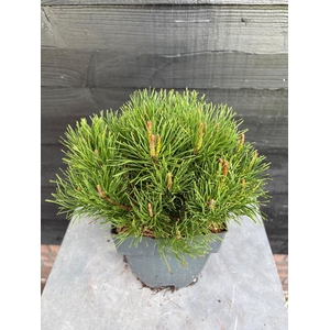 Pinus mugo subsp. mugo