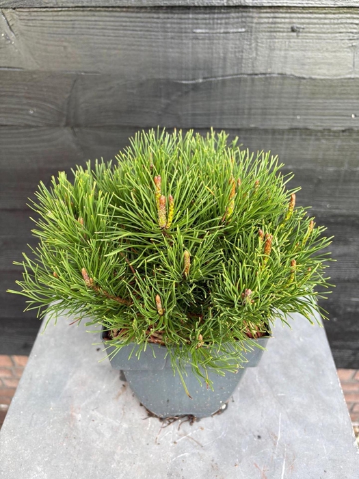 <h4>Pinus mugo subsp. mugo</h4>