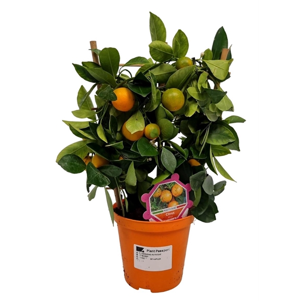 <h4>Citrus Calamondin Trellis - 304</h4>