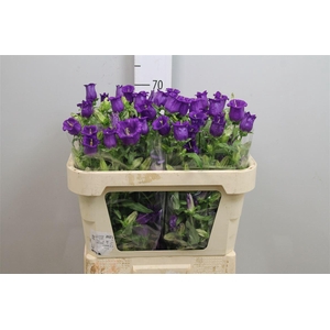 Camp M Champion Blue