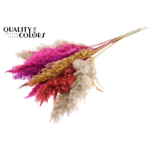 Pampas Grass 70cm 10st/bunch Colourful 10
