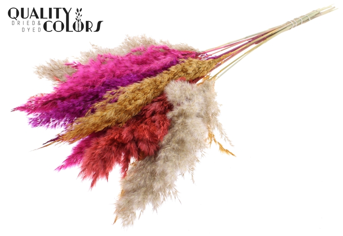 <h4>Pampas Grass 70cm 10st/bunch Colourful 10</h4>