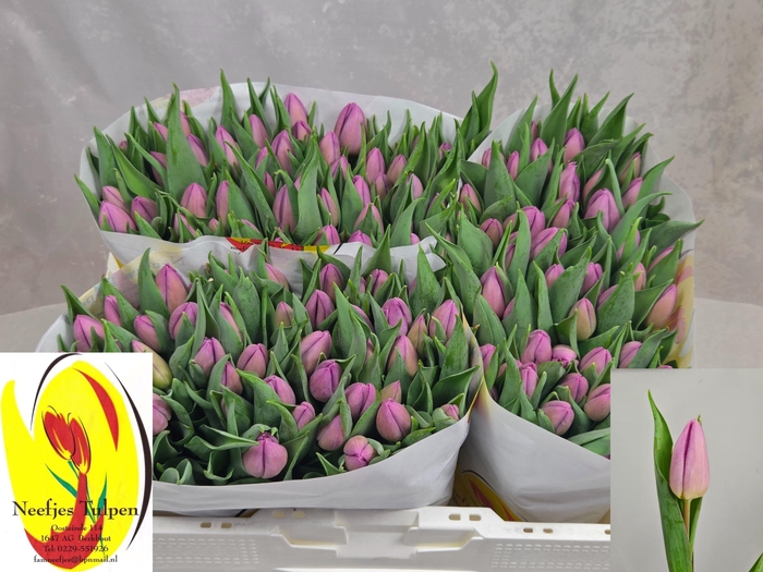 <h4>TU EN CANDY PRINCE</h4>