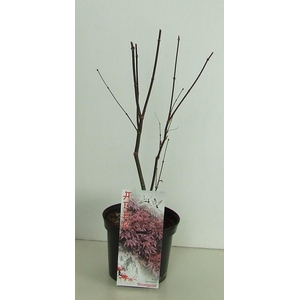 Acer palmatum 'Bloodgood' P19