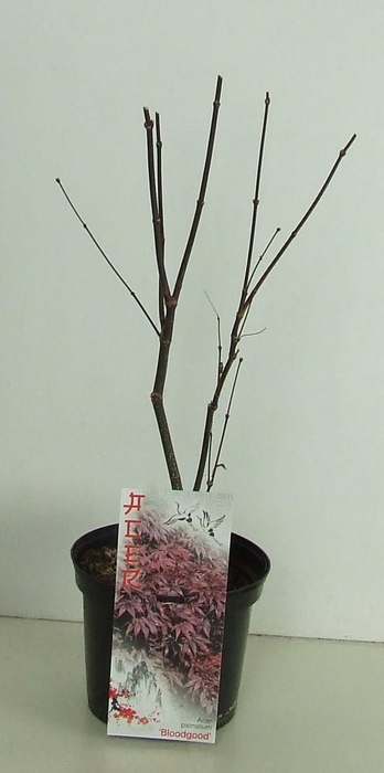 <h4>Acer palmatum 'Bloodgood' P19</h4>