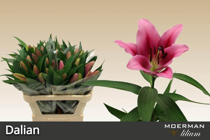 <h4>LI OT DALIAN</h4>