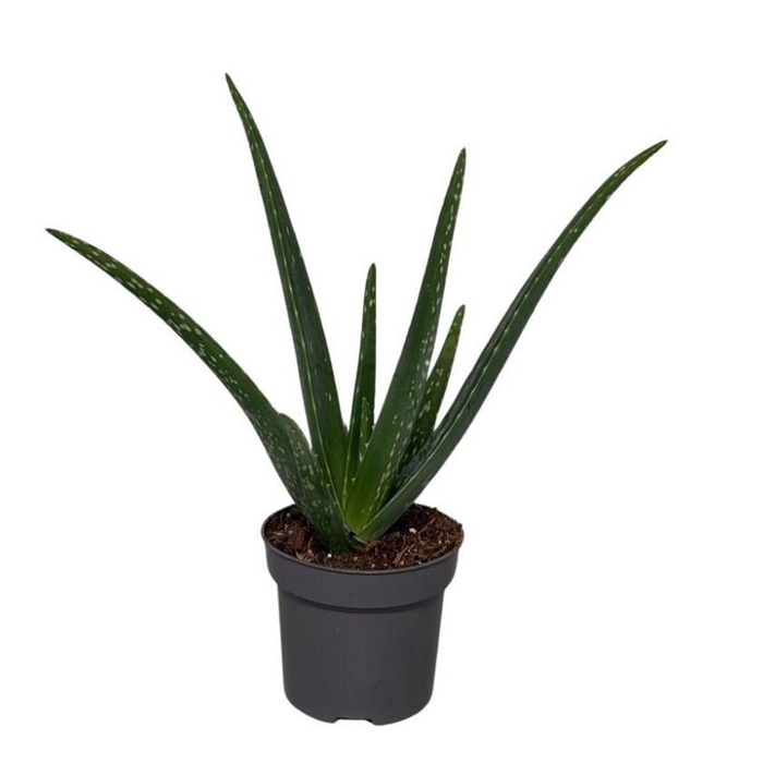 <h4>Aloe vera</h4>