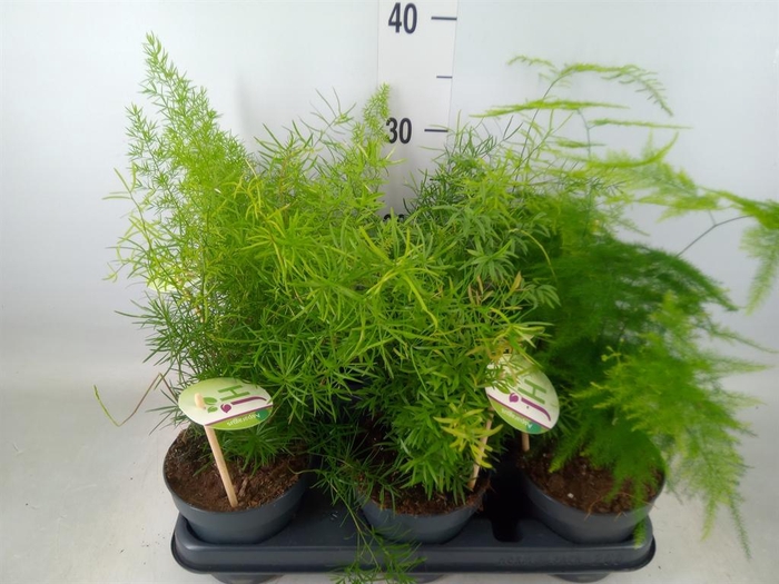 <h4>Asparagus   ...mix</h4>