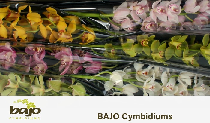 <h4>CYMB T GEM</h4>