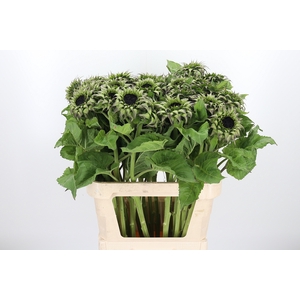 Helianthus Overig
