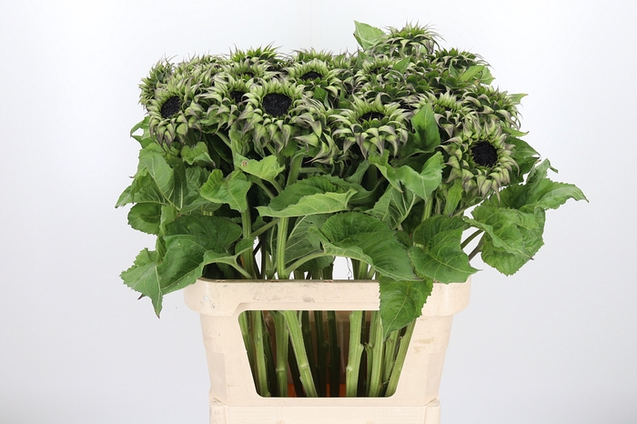<h4>Helianthus Overig</h4>