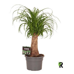 Beaucarnea recurvata